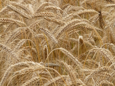 Plant field barley wheat Photo