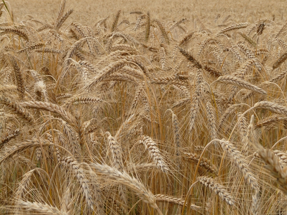 Plant field barley wheat