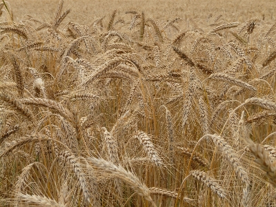 Plant field barley wheat Photo