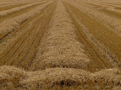 Plant hay field wheat Photo