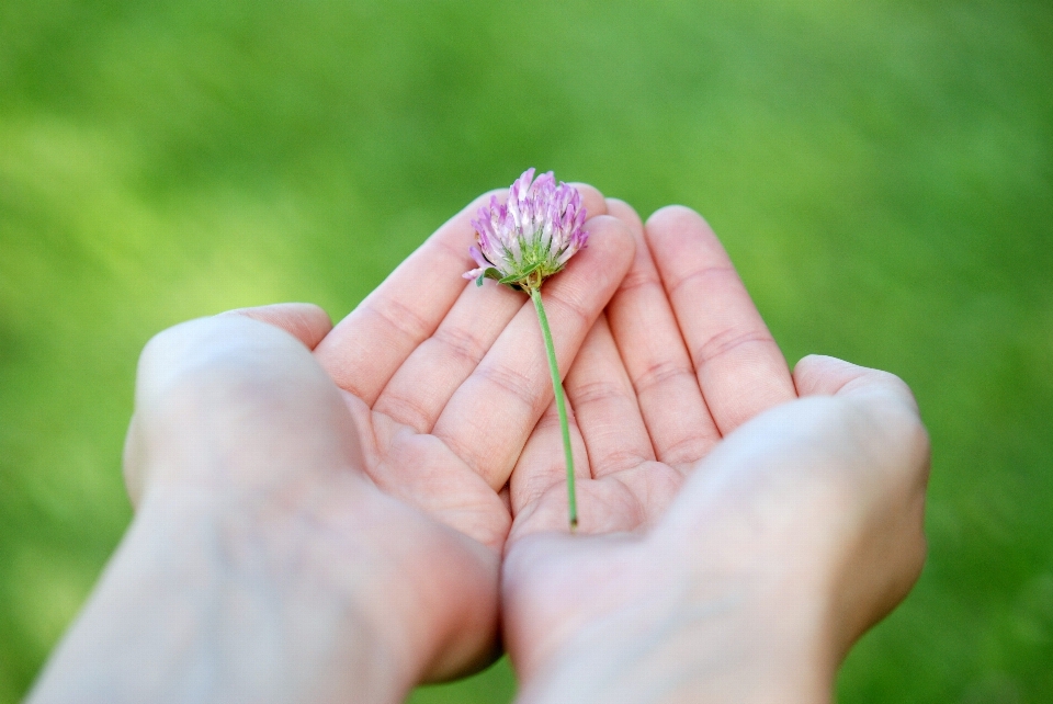 Hand grass plant photography