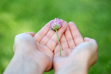 El çimen bitki fotoğrafçılık Fotoğraf