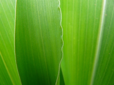 Nature grass plant sunlight Photo