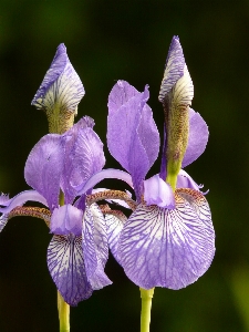 Blossom plant flower petal Photo