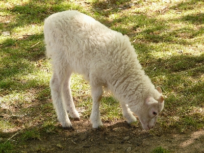 Foto Branco animal pelagem pasto
