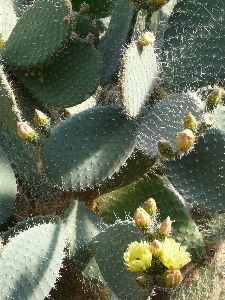 Foto Florescer espinhoso
 cacto
 plantar