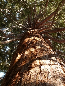 Foto Albero foresta ramo pianta