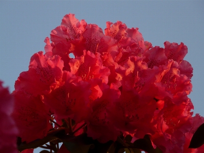 Blossom plant flower petal Photo