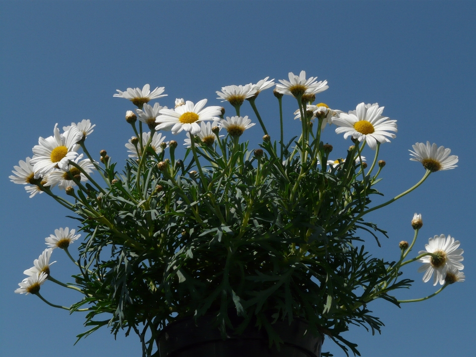 自然 花 植物 空