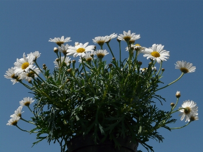 Nature blossom plant sky Photo