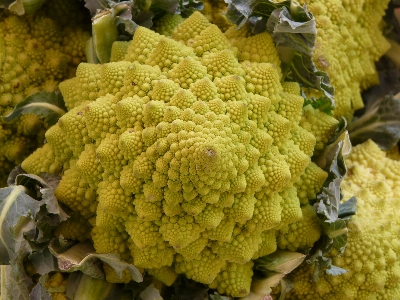 Anlage blume essen produzieren Foto