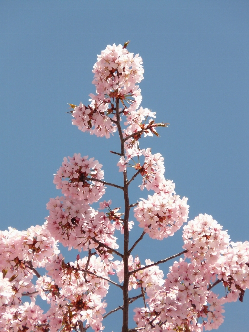 木 ブランチ 花 植物