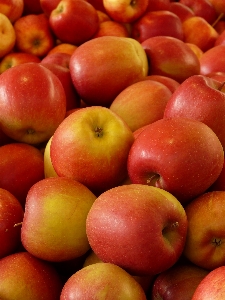 Apple anlage frucht reif
 Foto