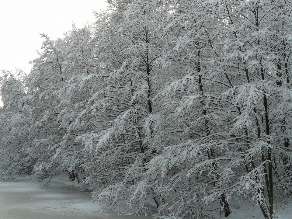 Tree forest branch snow