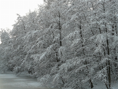 Baum wald zweig schnee Foto