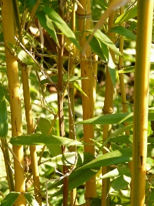 Foto Cabang tanaman kayu bunga