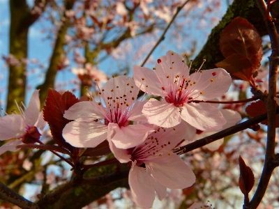 Tree branch blossom plant Photo