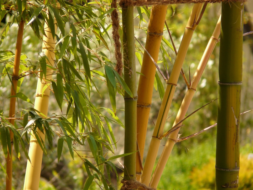 树 森林 分支 植物