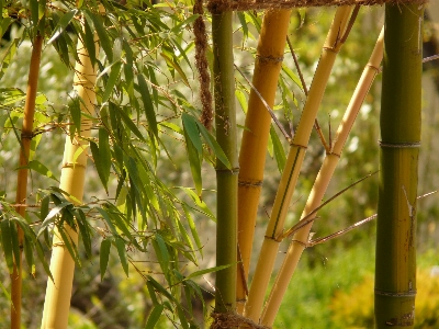 Tree forest branch plant Photo