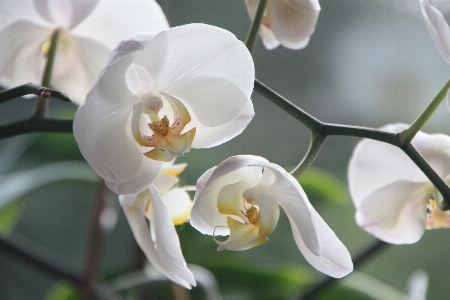 Blossom plant white flower Photo