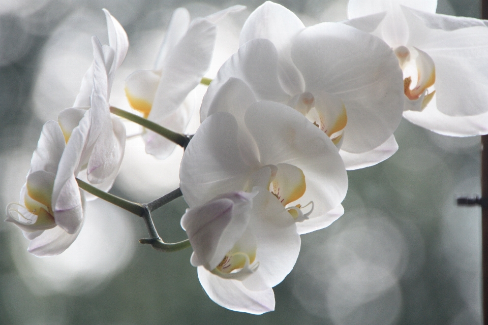 Blüte anlage weiss blume