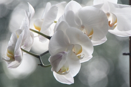 花 植物 白 花弁 写真