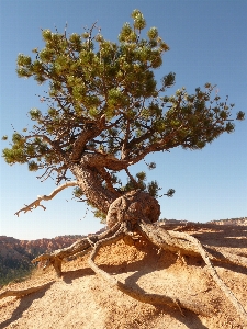 树 自然 rock 植物 照片