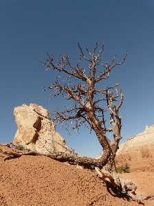 Landscape tree nature sand Photo