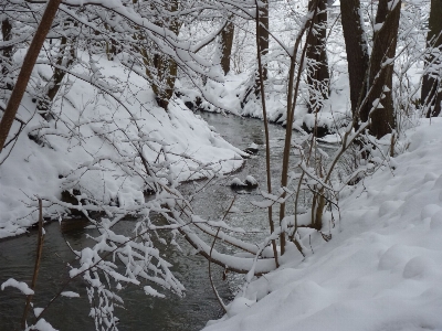 Tree water forest branch Photo