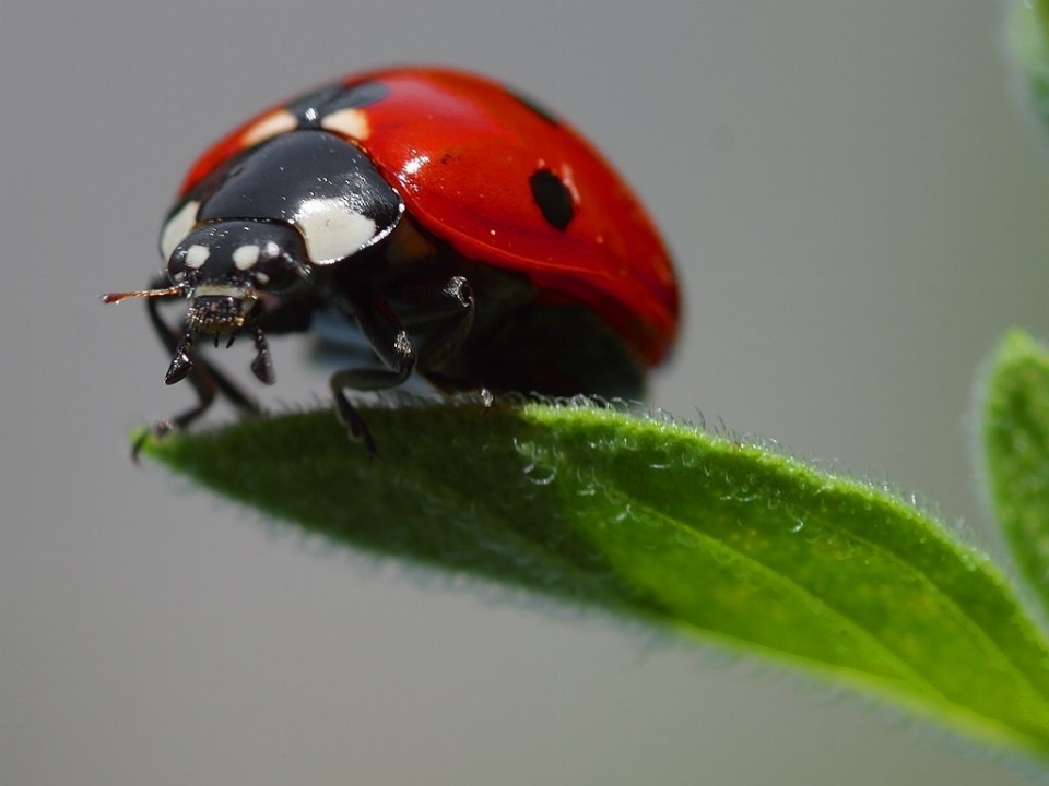 Natur fotografie blatt umfeld