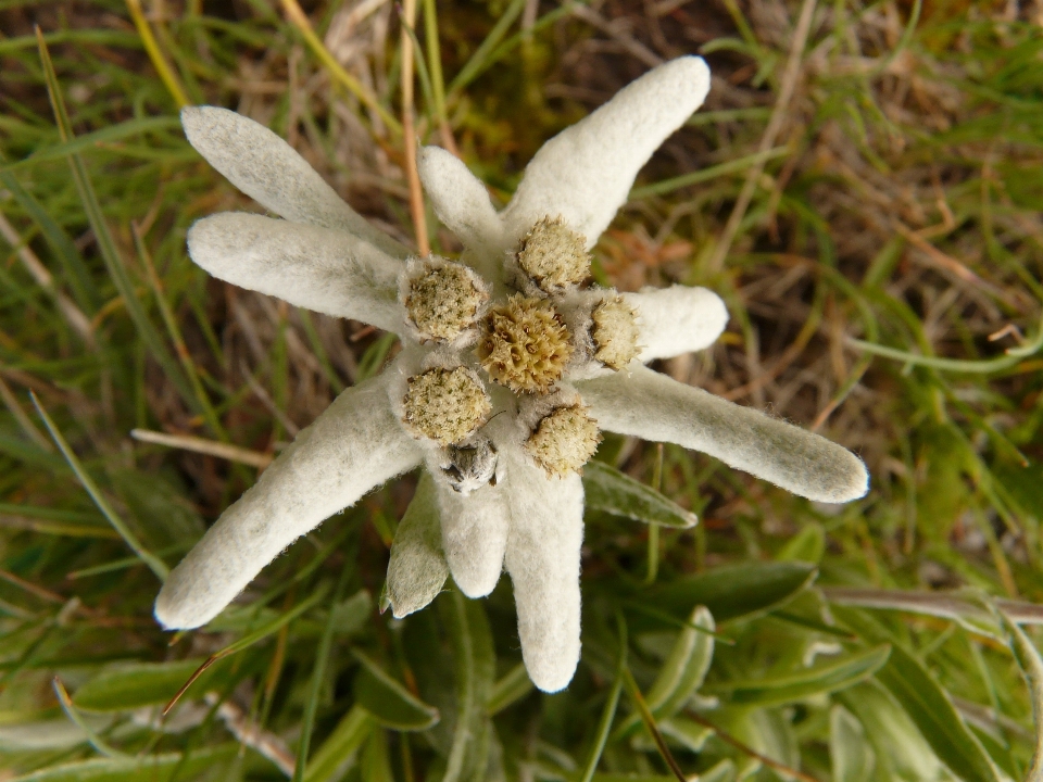 Alam rumput mekar tanaman