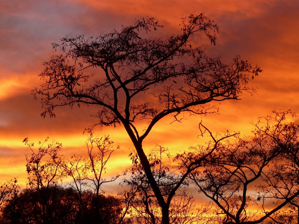 Baum natur zweig wolke