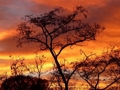 Foto Albero natura ramo nube