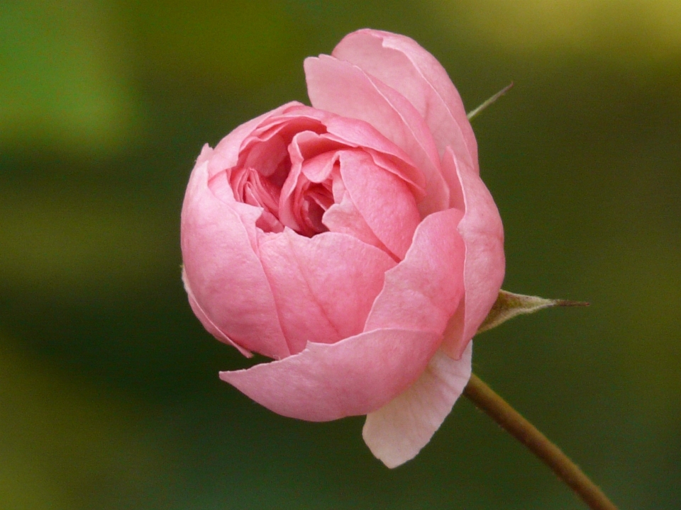 Nature fleurir usine la photographie