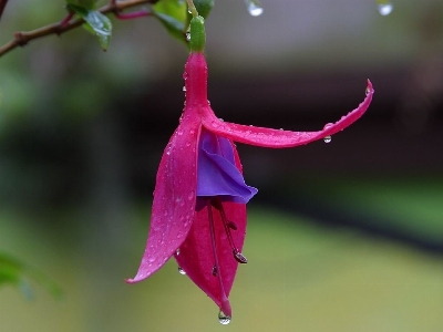 Nature blossom plant photography Photo