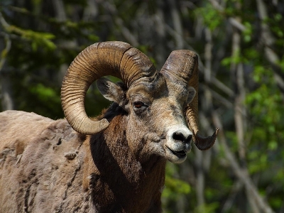 Photo Animal faune sauvage zoo