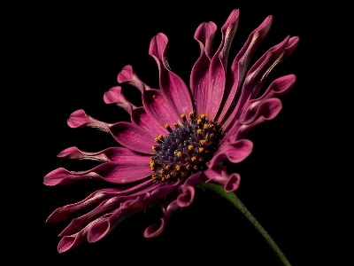 自然 花 植物 写真撮影 写真