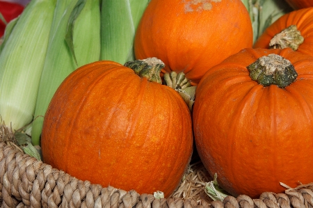 Fall flower orange food Photo