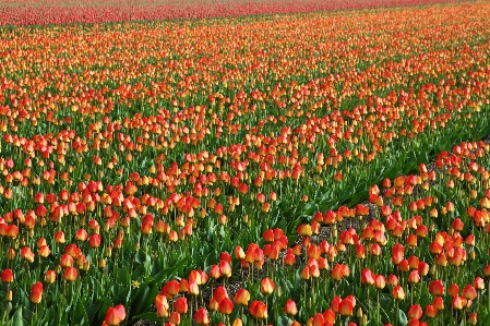 Plant field meadow flower Photo