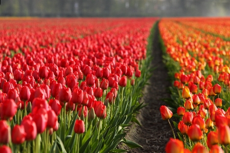 Plant field flower petal Photo