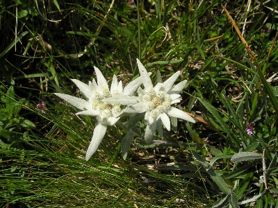 Nature grass plant meadow Photo