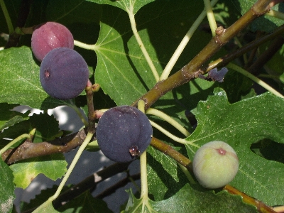 Tree plant fruit berry Photo