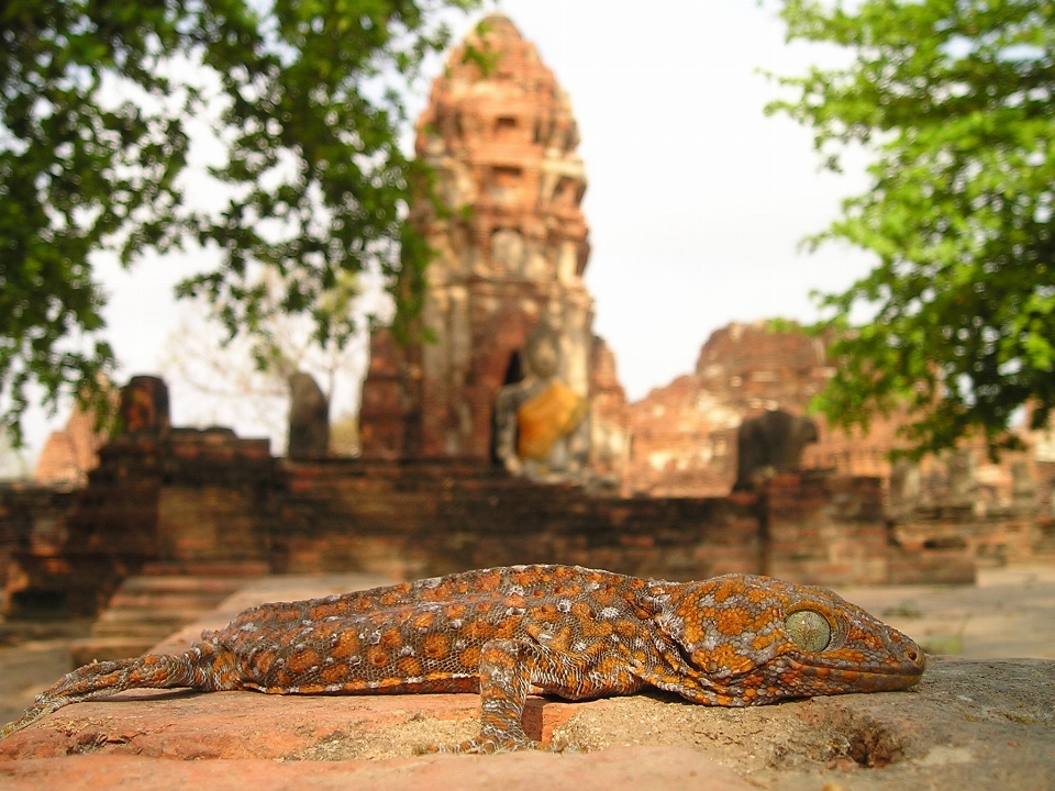 Rock wildlife buddhism asia