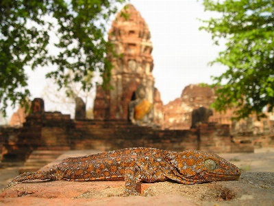 Foto Rock animali selvatici buddismo asia