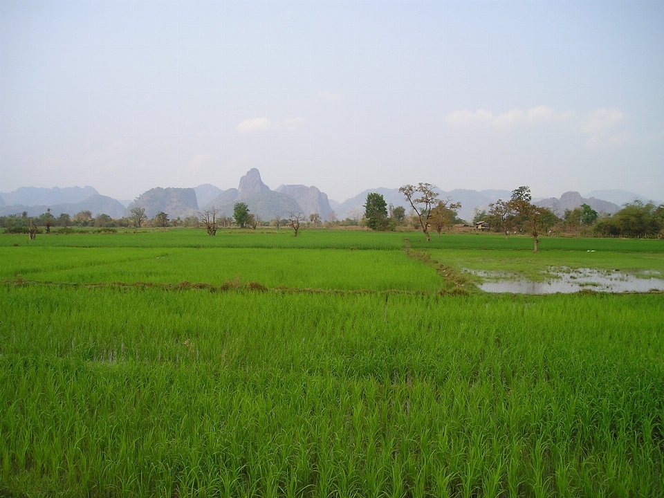 Paisaje césped pantano
 campo