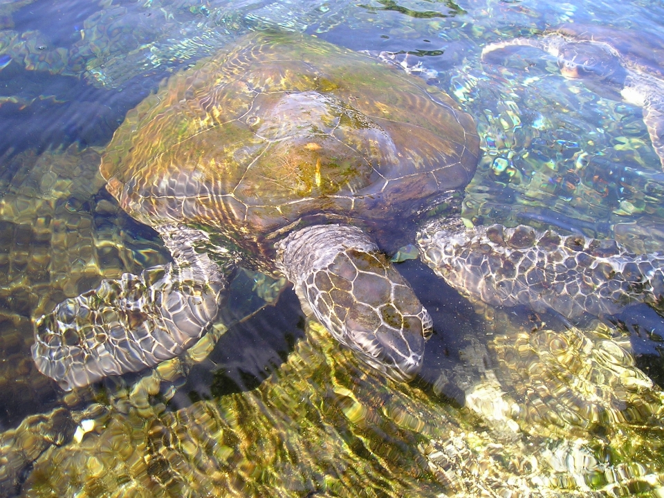 Agua animal fauna silvestre nadar