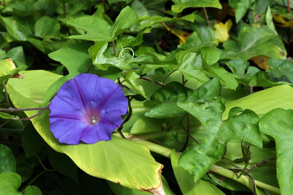 Plant leaf flower purple