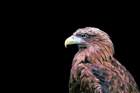 Foto Uccello ala isolato animali selvatici