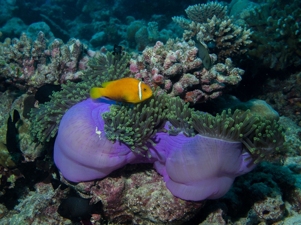 Mare immersione sott'acqua biologia