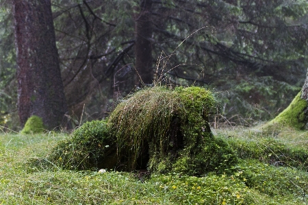 木 自然 森 草 写真